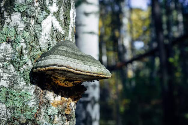 chaga